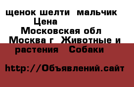 щенок шелти- мальчик › Цена ­ 35 000 - Московская обл., Москва г. Животные и растения » Собаки   